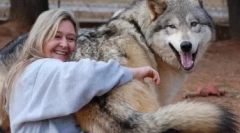 Lista raselor potențial periculoase de câini în conformitate cu ministerul afacerilor interne din rusia în 2019